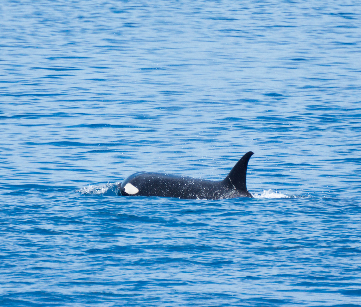 2017-02 Northwest Route on SAMBA (165 of 298)