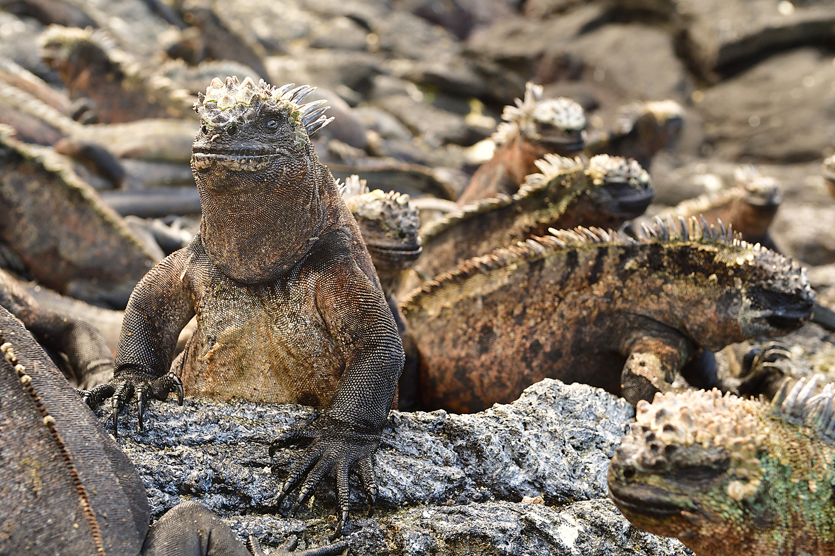 AY4_9026_20161008_5134MarineIguana_YvesAdams