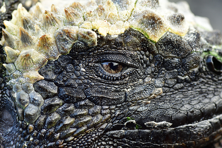 AY4_9097_20161008_5136MarineIguana_YvesAdams