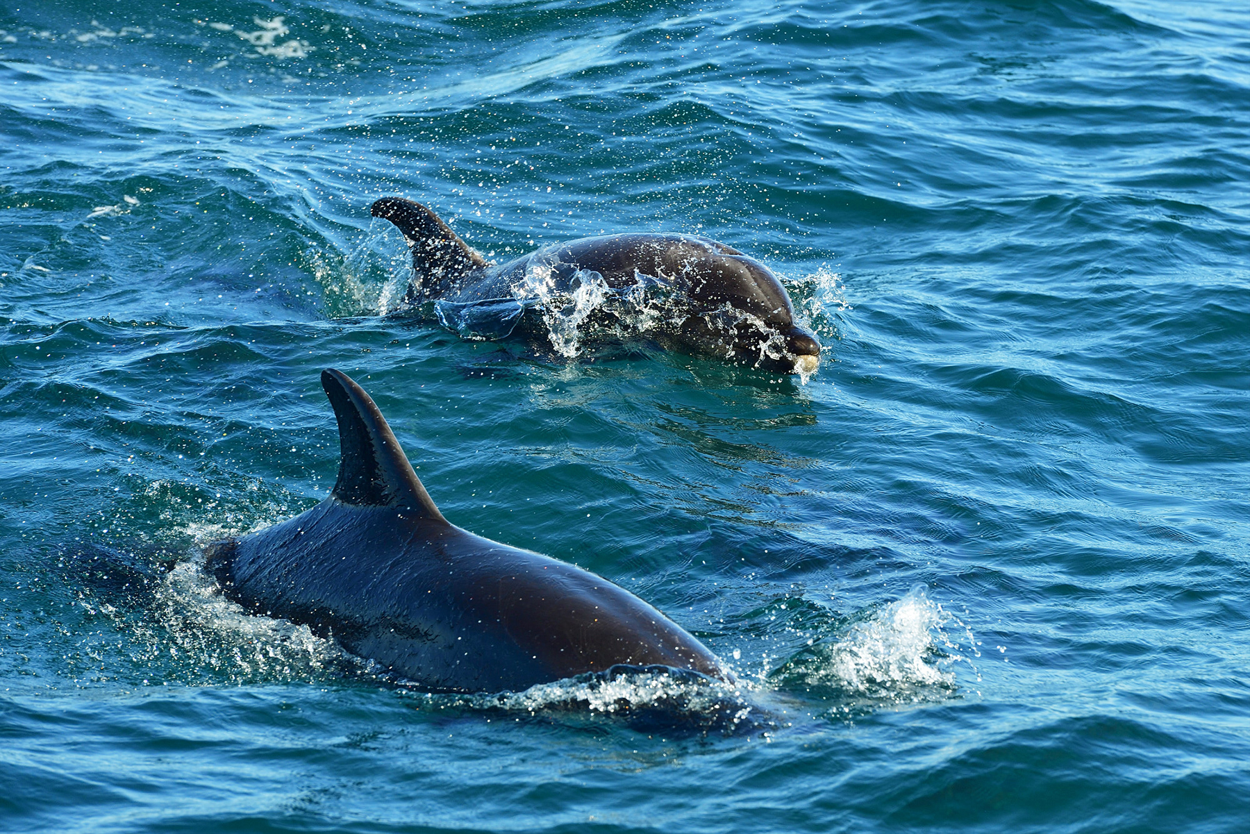 AY4_9689_20161008_5245Tuimelaar_YvesAdams