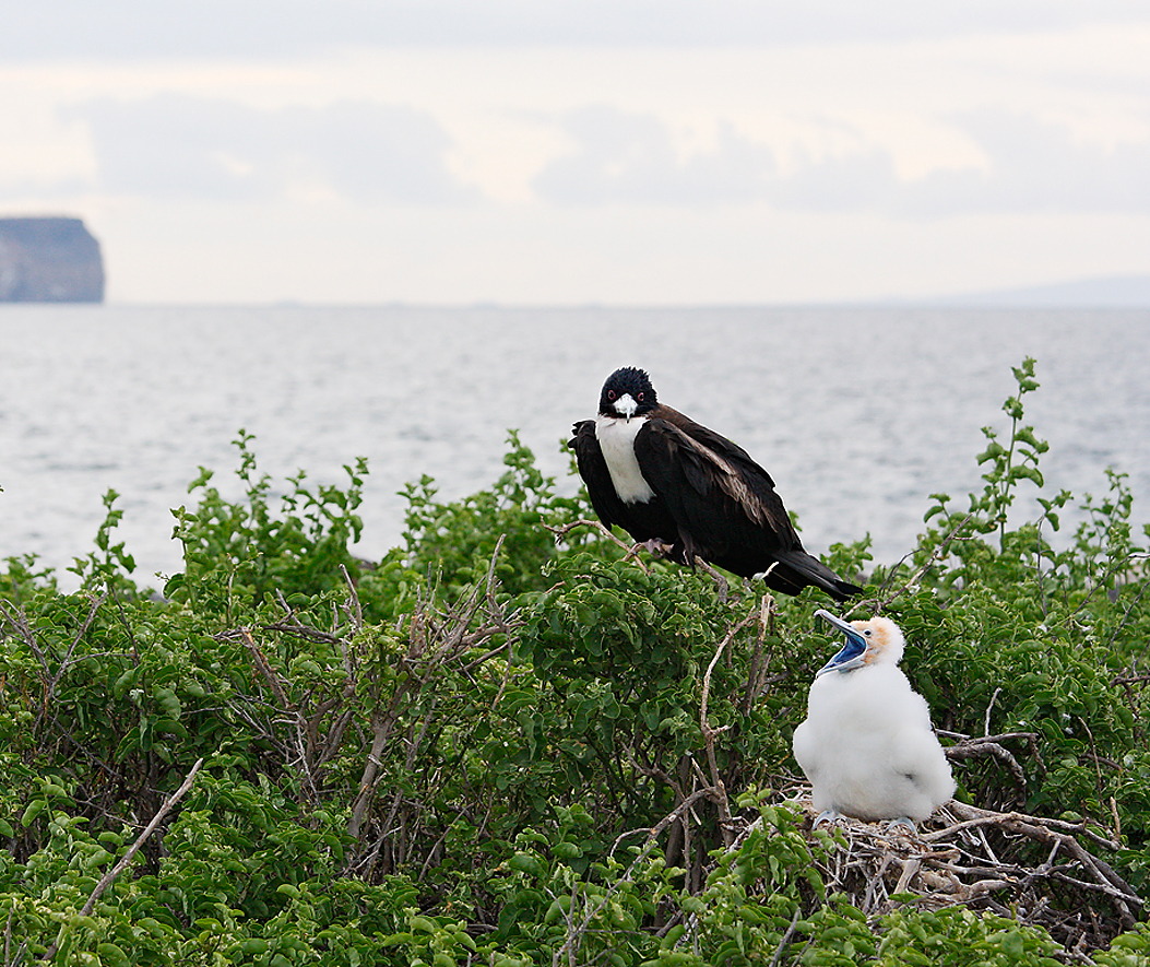 Magnificent Frigatebird with chick bird scrape _MG_2099 North Seymour Island Galapagos EcuadorC (1)
