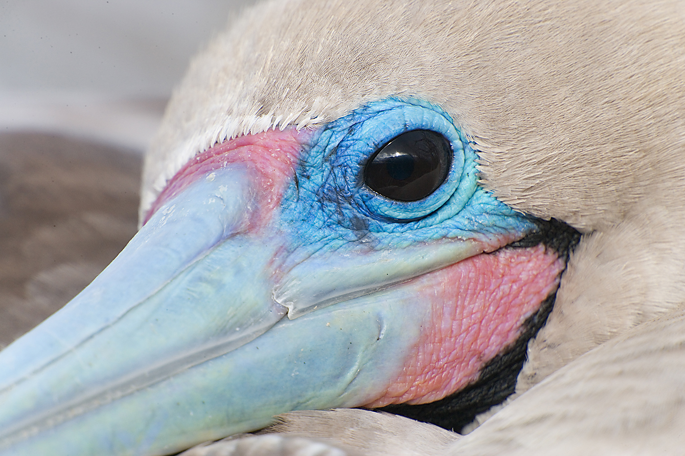Red-footed-Booby-head-close-up-_O7F2384-Prince-Phillips-Step