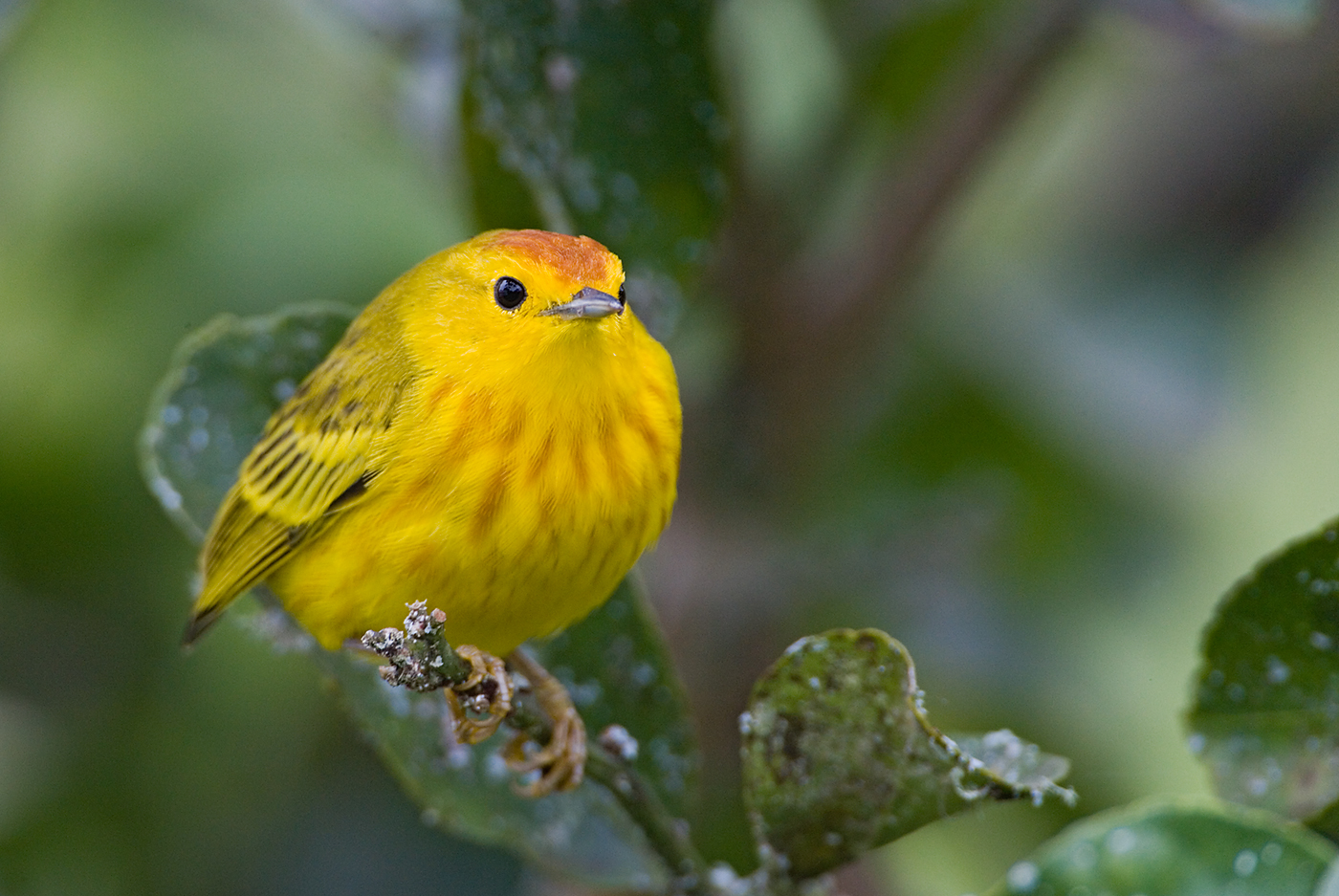 Yellow-Warbler-male-tai-less-l-_O7F1047-Puerto-Ayora,-Santa-