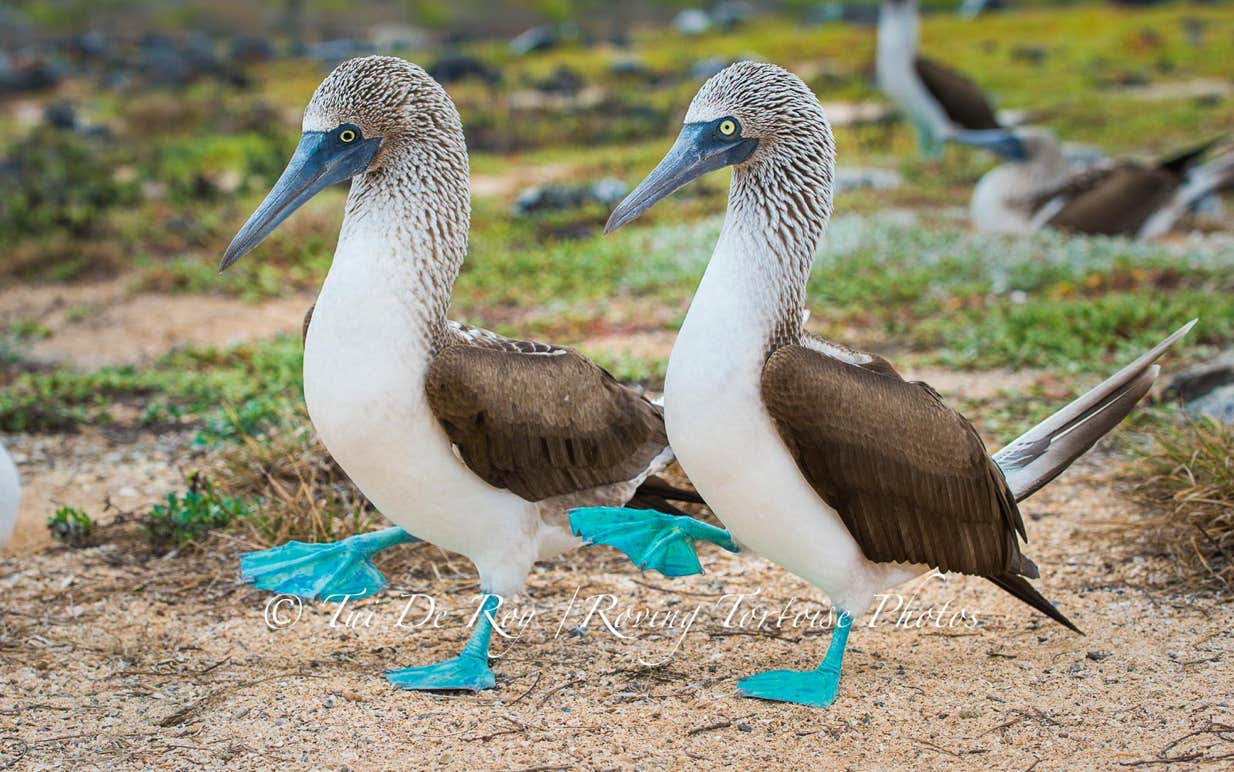 blue-footedbooby_tdr_08aug13__tdr5847-1234