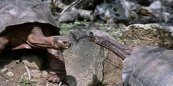 two galapagos tortoises reach out to each other